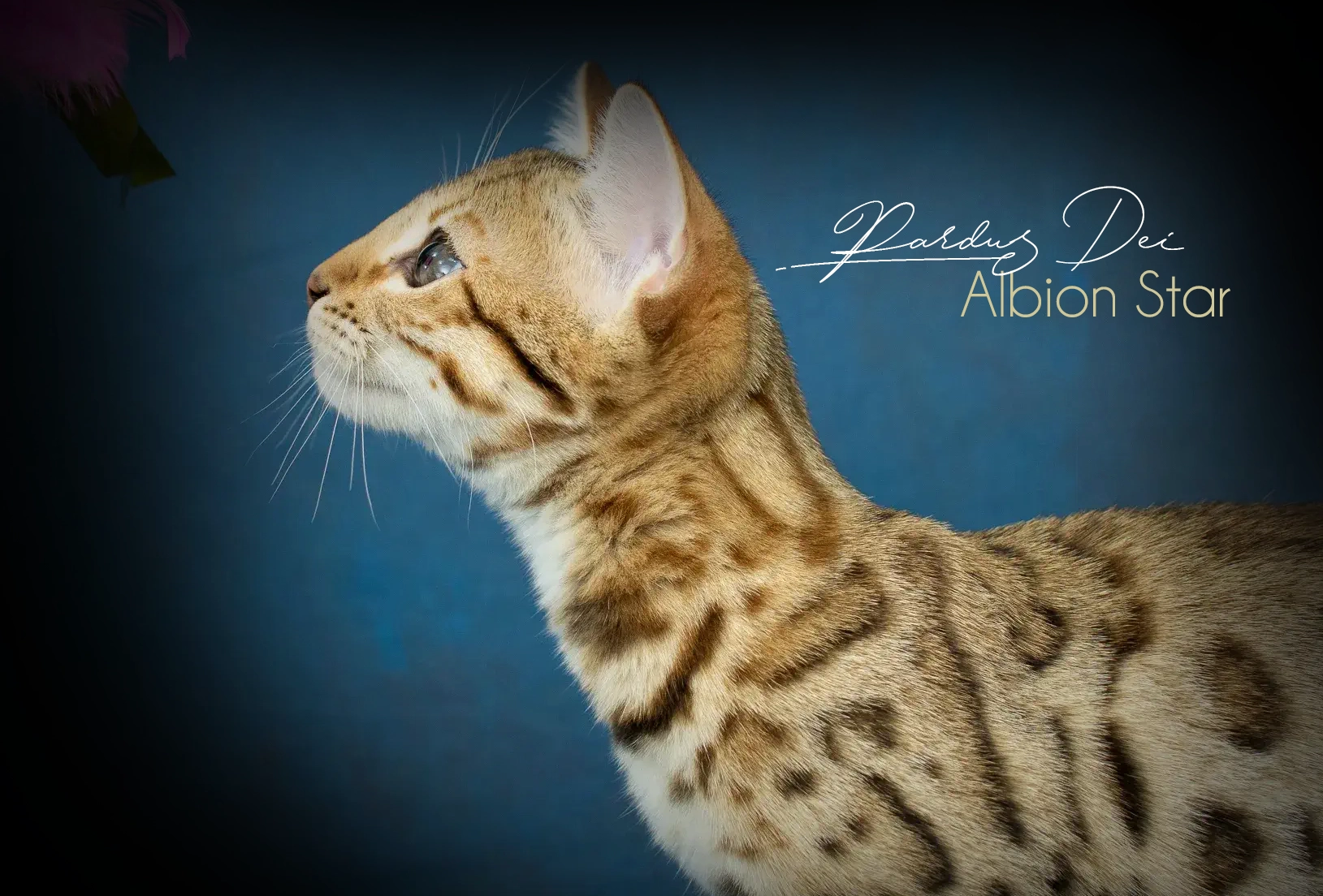 Chat Bengal